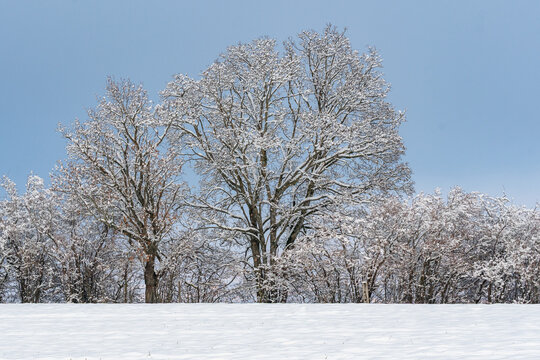 Frosted decididuous trees rising above a pristine snowy hillside beneath a clear blue winter sky in Bern, Switzerland.