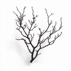 Fototapeta premium solitary bare dark branch with delicate twigs and tiny buds on a clean white background, minimalist and contemplative