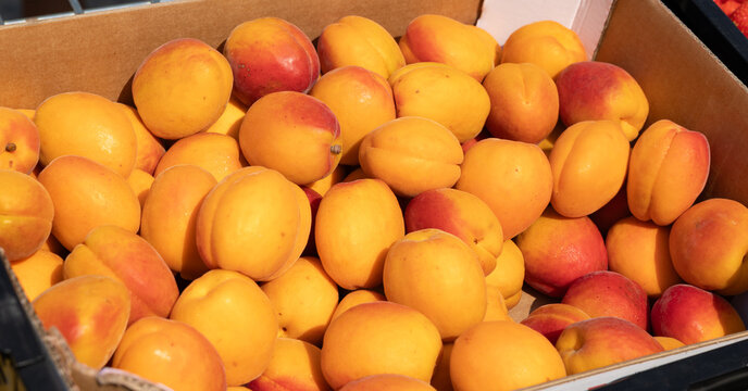 Ripe apricots in a crate at a market stall. Raw food, vegetables, harvest, goods, agriculture, healthy eating.