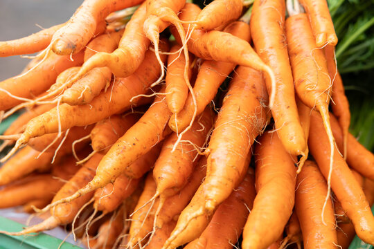 Ripe carrots bundled together at a market stall. Raw foods, vegetables, harvest, produce, agriculture, healthy eating.