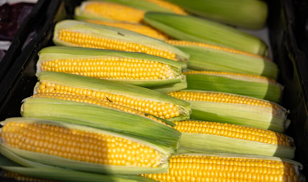 Ripe ears of corn in a crate at a market stall. Raw food, vegetables, harvest, goods, agriculture, healthy eating.