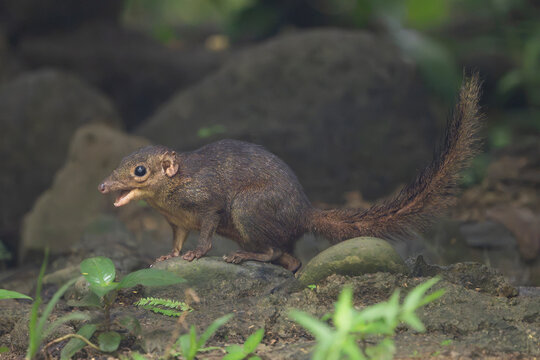 northern smooth-tailed treeshrew (Dendrogale murina) perched on a stone in Cat Tien National Park, Vietnam. Side-view photo of a small mammal with open mouth and raised bushy tail.