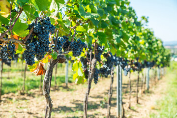 Fototapeta premium Ripe black grapes growing in clusters on green vine in sunny vineyard.