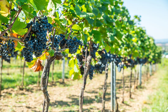 Ripe black grapes growing in clusters on green vine in sunny vineyard.