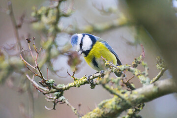 Isolated close-up of a colorful blue tit between branches   Cyanistes caeruleus © David Daniel