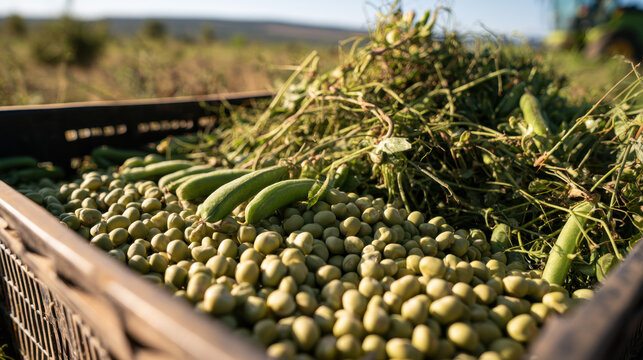 Fresh green chickpeas and pea plants collected in a reusable crate during farm harvest