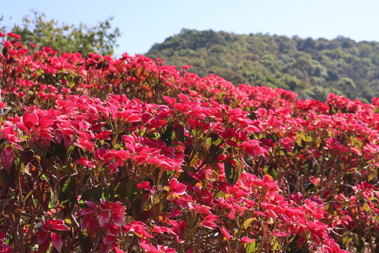 A beautiful cluster of blooming red flowers in a garden, capturing the essence of nature and freshness. Ideal for botanical projects, gardening themes, wedding-related design, and vibrant outdoor phot