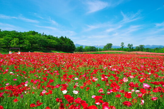 Vast field of vibrant red poppy flowers blooming under blue sky in sunny park