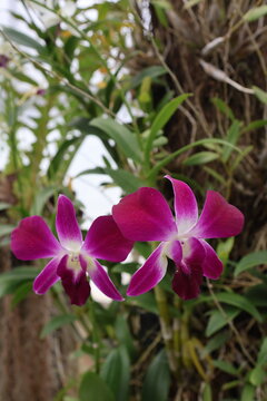 Fresh exotic orchid flowers blooming in a botanical garden, showcasing delicate petals and natural tropical beauty.