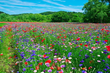 Obraz premium Beautiful wildflower meadow with red poppies and purple cornflowers under blue sky