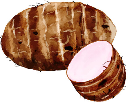 Watercolor Whole and Sliced Taro Root Illustration