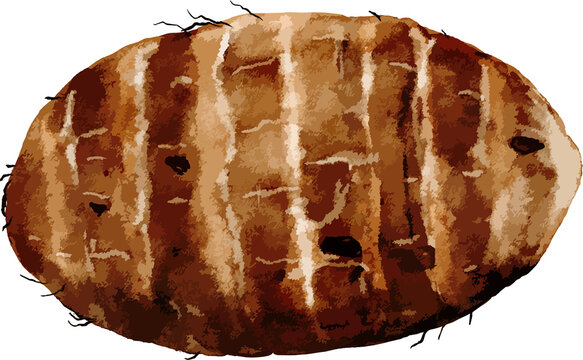 Watercolor Raw Taro Root Tuber Illustration