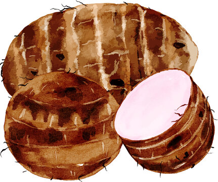 Watercolor Taro Roots Set with Slice Illustration