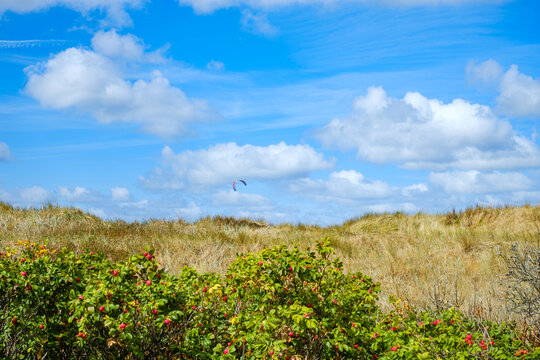Vegetation, Vejbystrand, Schonen, Schweden
