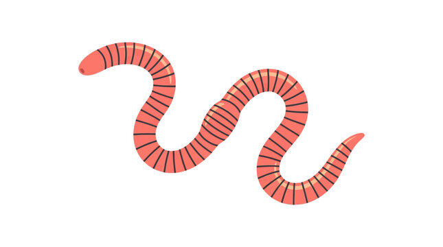 Pink earthworm illustration featuring segments and a wavy body design on a plain white background