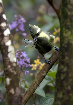 great tit parus major