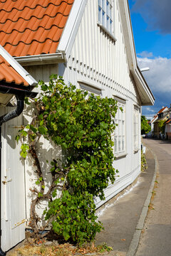 Ein Weinstock w&auml;chst am Stra&szlig;enrand vor einer traditionellen Geb&auml;udestruktur in Torekov, Schonen, Schweden.