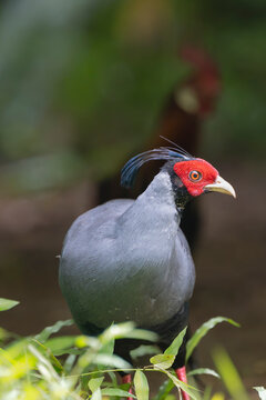 male Siamese fireback (Lophura diardi) close-up portrait in Cat Tien National Park, Vietnam. Features striking red facial skin, blue crest, and grey plumage in a lush jungle setting. Vertical.