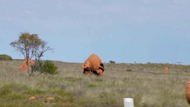 Close up of tall red termite mounds surrounded by sparse vegetation in Western Australia outback