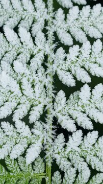 Close look at insect on fern leaves in a forest during daytime