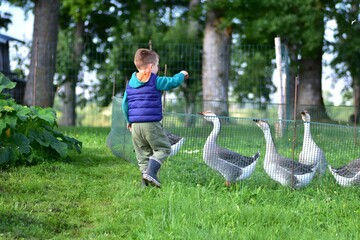 Young child feeding geese through a garden fence on a green rural farm, enjoying a peaceful outdoor moment with domestic birds surrounded by grass, trees and countryside scenery. © Karolina