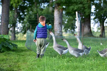 Young child feeding geese through a garden fence on a green rural farm, enjoying a peaceful outdoor moment with domestic birds surrounded by grass, trees and countryside scenery. © Karolina