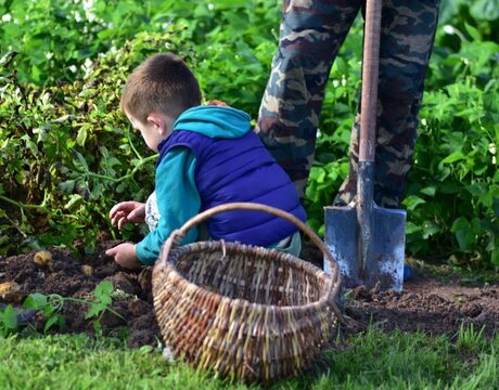 Young child harvesting potatoes in a sunny home garden, crouching beside freshly dug soil with a rustic wicker basket, surrounded by lush green plants and natural countryside scenery.