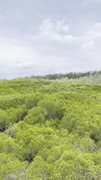 Vertical video of green mangrove forest canopy in Pran Buri Thailand