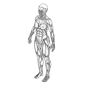 Anatomical Study of the Female Human Muscular System Illustrated in Detailed Monochrome Line Art for Educational Reference and Scientific Use