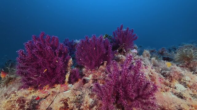 Deep underwater - Purple gorgonians -soft coral- 48 meters depth