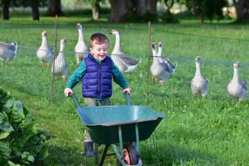 Happy young child pushing a wheelbarrow through a green rural garden with a flock of domestic geese in the background, enjoying outdoor farm life on a sunny day. © Karolina