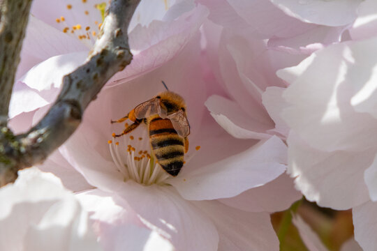 bee on a flower