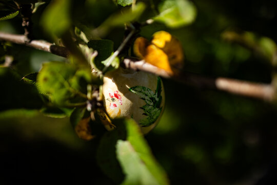 Easteregg on tree