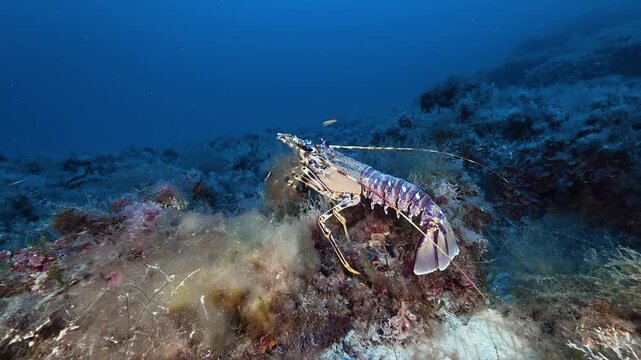 Mediterranean lobster walking over the seabed - Undersea life
