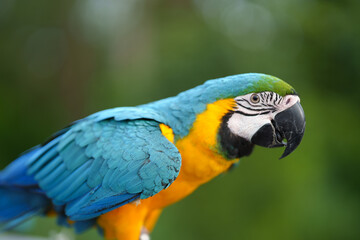 Colorful blue-and-yellow macaw perched on a wooden branch against a soft green bokeh background, showcasing vibrant feathers and tropical wildlife beauty. © Worawi