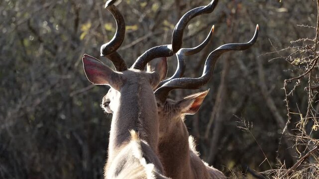 two big kudu bulls in golden light