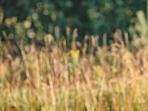 Warm dreamlike out of focus backdrop of a sunny field. Beautiful green and gold bokeh circles with copy space. Perfect for natural eco friendly packaging, organic cosmetics or wellness banner