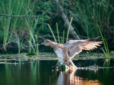 Action wildlife shot of waterfowl bird wigeon touchdown on lake with open wings and water droplets. Backlit sunny morning, green reeds background, copy space.Concept of speed and freedom. Sunset light