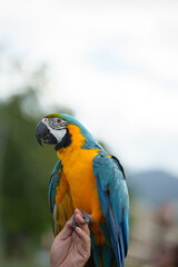 Colorful blue-and-yellow macaw perched on a wooden branch against a soft green bokeh background, showcasing vibrant feathers and tropical wildlife beauty. © Worawi