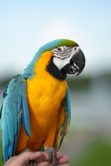 Colorful blue-and-yellow macaw perched on a wooden branch against a soft green bokeh background, showcasing vibrant feathers and tropical wildlife beauty. © Worawi