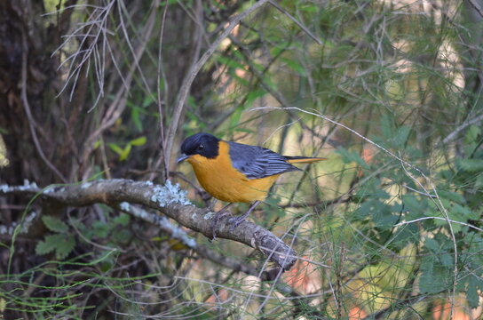 Chorister Robin-Chat perched on a branch at Thendele Camp, Royal Natal National Park, Drakensberg, South Africa