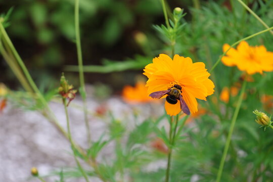 A yellow-chested carpenter bee sipping nectar from a yellow cosmos flower