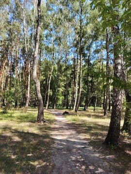 Sunny footpath winding through a green birch forest on a bright summer day