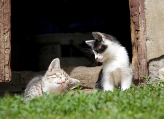 two cats look at each other  © Sylwester
