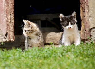 two cats in the garden in village © Sylwester