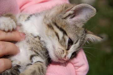 cat holding in arm by women  © Sylwester