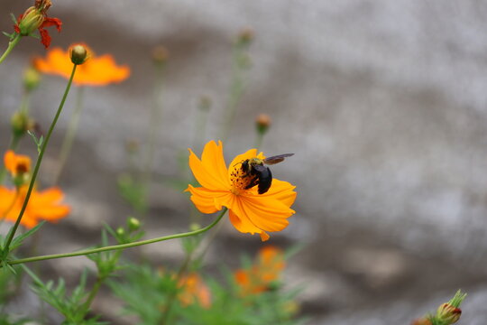 A yellow-chested carpenter bee sipping nectar from a yellow cosmos flower