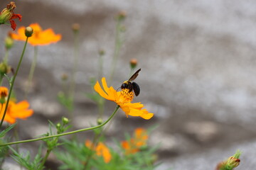 A yellow-chested carpenter bee sipping nectar from a yellow cosmos flower © Mt. Cape