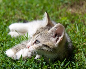 cat lying on grass © Sylwester