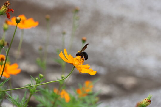 A yellow-chested carpenter bee sipping nectar from a yellow cosmos flower